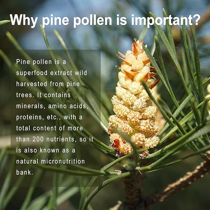 Pine Pollen Supplement wtih Ginger Root and Vitamin C, 99% Cracked Cell Wall,120 Veggie Capsules,Focus&Immune Improve