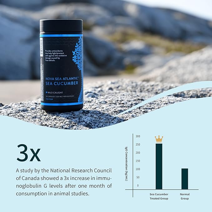 Sea Cucumber Supplement, Wild Caught Sea Cucumber Capsules with Fucosylated Chondroitin Vitamins Mineral — Natural Antioxidant Supplement for Elderly Adult Child (60 Capsules)