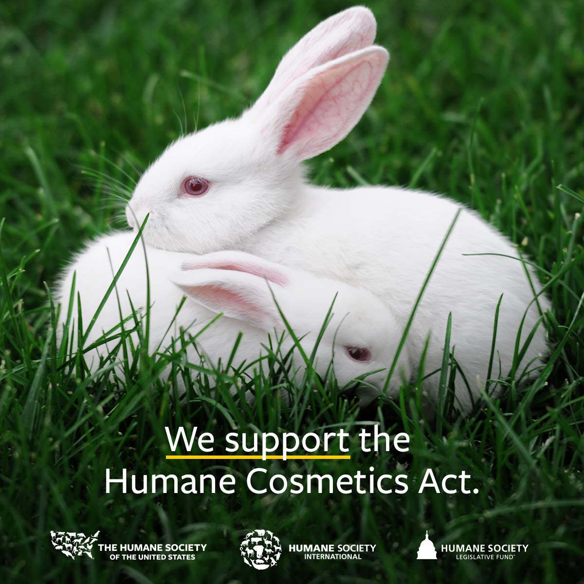 US Organic 100% Pure Tea Tree Essential Oil - USDA Certified Organic, Steam Distilled, Sourced from South Africa, Undiluted, Non-GMO (10 ml (Pack of 1))